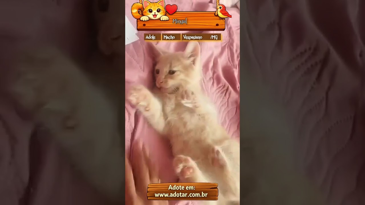 Gato raça SRD-ViraLata idade 2 a 6 meses nome Mingal