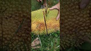 Download lagu Delicious jackfruit cutting mp3