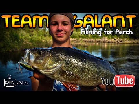 Sensommerfiskeri efter aborrer