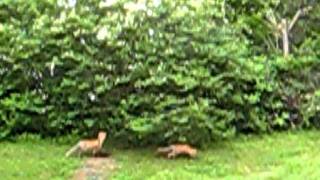 Dog crying over baby foxes