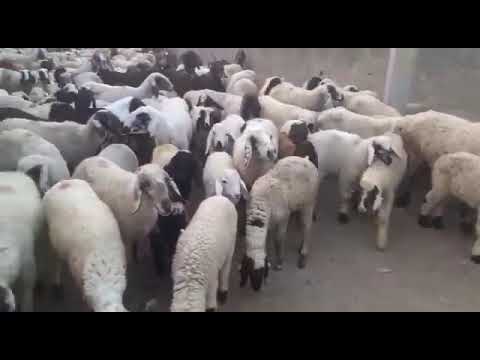 Sahiwal White Farm Animals, Sheep