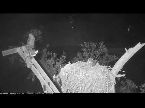 Great Horned Owls Visit Savannah Nest, March 5, 2019 | Cornell Lab