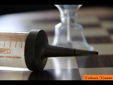 Electro Music composed by Outback Snakes