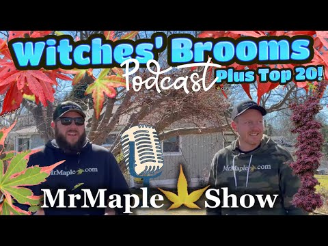 All About Japanese Maple Witches’ Brooms plus Top 20 Brooms! | MrMaple Podcast