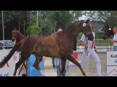 Pastis (v. Fürst Dior)