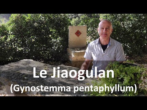 Description de la vidéo