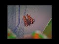 Barney Friends 2006 S10E3 Bugs
