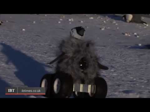 Cleverly Disguised Baby Penguin Robot Interacts With Emperor Penguin Colony