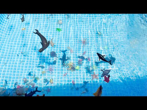 Ocean Animals Sink Or Float In Pool Collection| Sea Creautre Toys