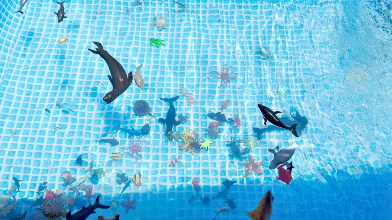 Ocean Animals Sink Or Float In Pool Collection| Sea Creautre Toys