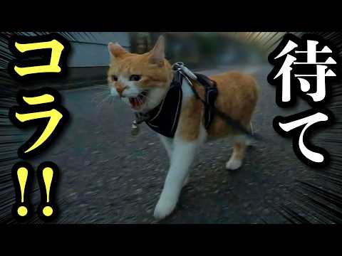 [Tense Moment] My Cat Chased a Stray Cat the Moment He Saw It, but at Home He’s a Sweet Baby