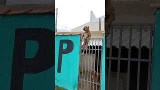 Pulou 2 metros brincando #pitmonster #xxl #americanbully #terrier #pitbulls #dogs #mpk #pitbull