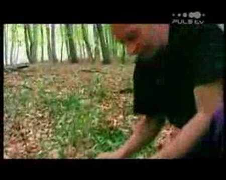 Alf Poier beim Schwammerlsuchen