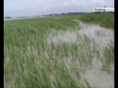 বন্যায় কৃষিতে ব্যাপক ক্ষতি