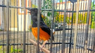 Download lagu Murai BATU INI Bikin MURAI LAIN EMOSI‼️‼️ PANCINGAN murai batu borneo agar emosi SUPER EDAN mp3