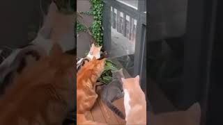 どこでも寝れる猫 #shorts