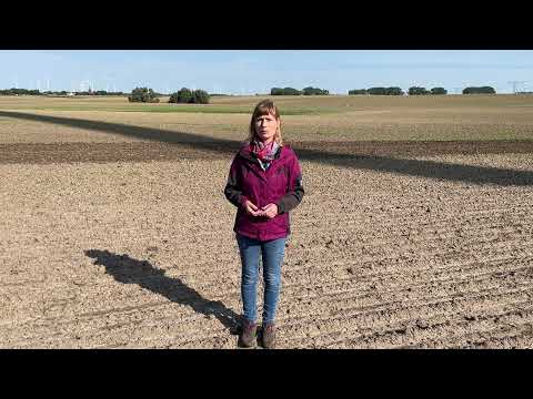 Feldexkursion 201: Aussaat von Getreide beginnt, Mais vor Ernte - N.U. Agrar GmbH, 08.09.2021