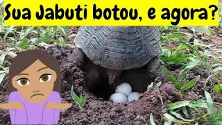 COMO INCUBAR OVOS DE JABUTI | Encontramos um ninho cheio de ovos