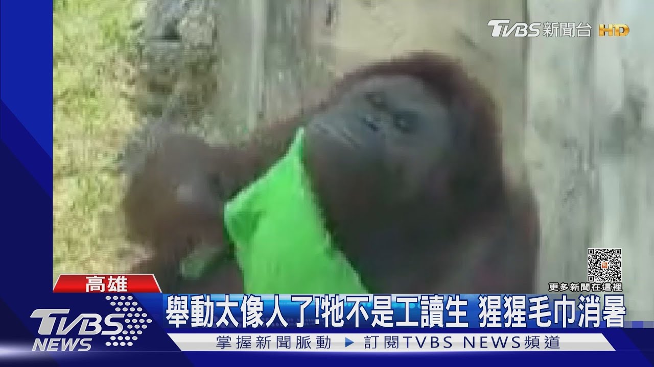 紅毛猩猩也喜歡透心涼!擰冰毛巾擦拭汗水 蓋頭消暑