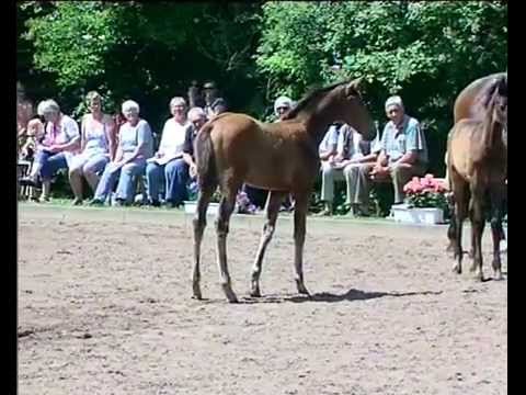 Holsteiner Fohlenchampionat 2013 - Dithmarschen Sieger-Stutenring