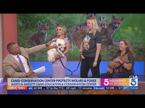 San Diego conservation group rescues foxes, wolves