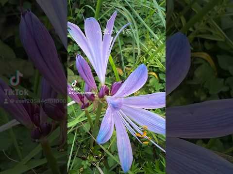 どの花が蝶を最も惹きつけるでしょうか?彼らの好きな色は何ですか?  庭園