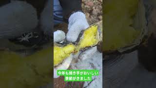 焼き芋をやるだけ