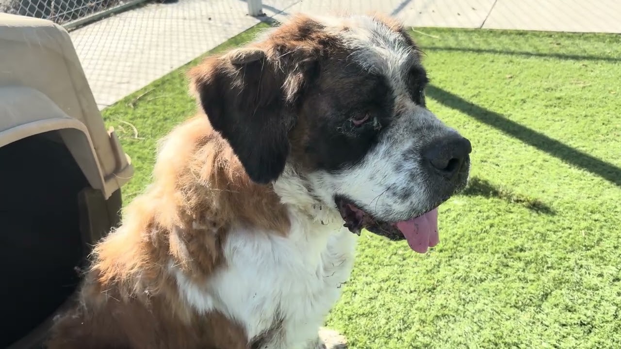 Enlarge Roxie, a Adopted Saint Bernard in Wasco, CA video 5/6