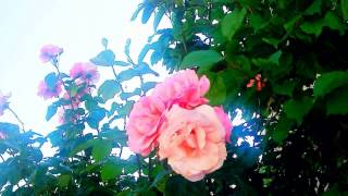 Ultra Lover Soul  -  ゆず  -  ピアノ ver. 12th Album 新世界