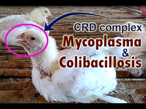 , title : 'Mycoplasma Gallisepticum,  Mycoplasma in Chickens, POULTRY DISEASES  SYMPTOMS'