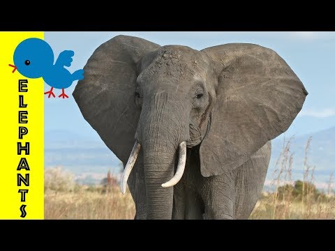 Elephants for Little Ones: Preschool Learning about Elephants for Kids - FreeSchool Early Birds