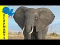 Elephants For Little Ones Preschool Learning About Elephants For Kids FreeSchool Early Birds