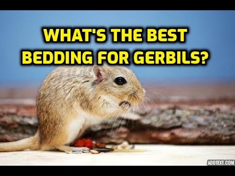 What's The Best Bedding For Gerbils?