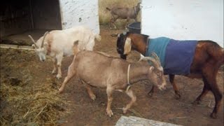 Download lagu Goat Breeding Time 2016 The Old Guard... mp3