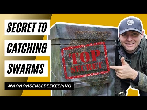 Secret To Catching Swarms - Catching Swarms Bait Hives - How to Swarm Traps - How to Catch a Swarm