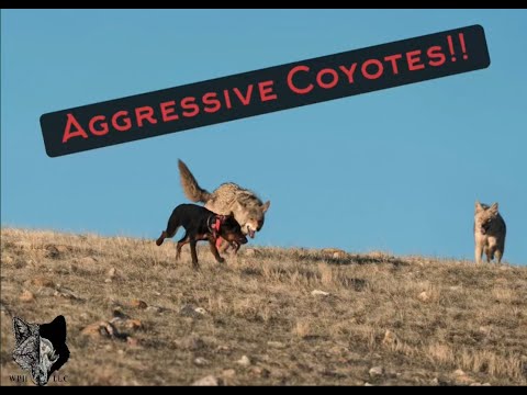 2 Massive coyotes try to kill small dog .. Hunter shoots them both