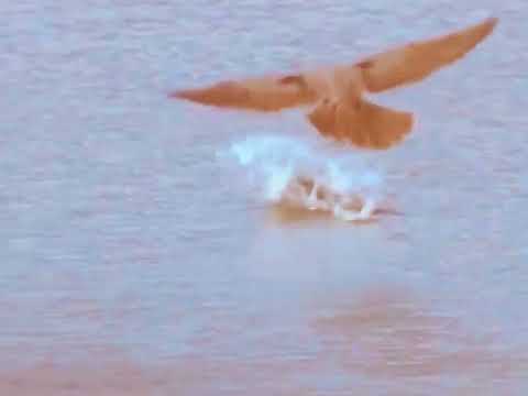 Falcon Hunting at Sea