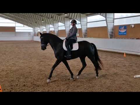 LB:2 dressyrskolan online. Enskild bedömning