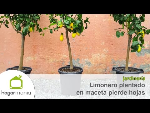 ¿Por qué a un limonero plantado en maceta se le caen las hojas? - Jardinatis