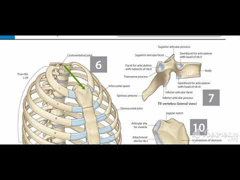Thoracic cage 3
