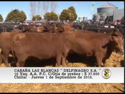 01-09-16 Venta de Vaquillonas A.A. P.C. Preñadas - Cabaña Las Blancas - Chillar.