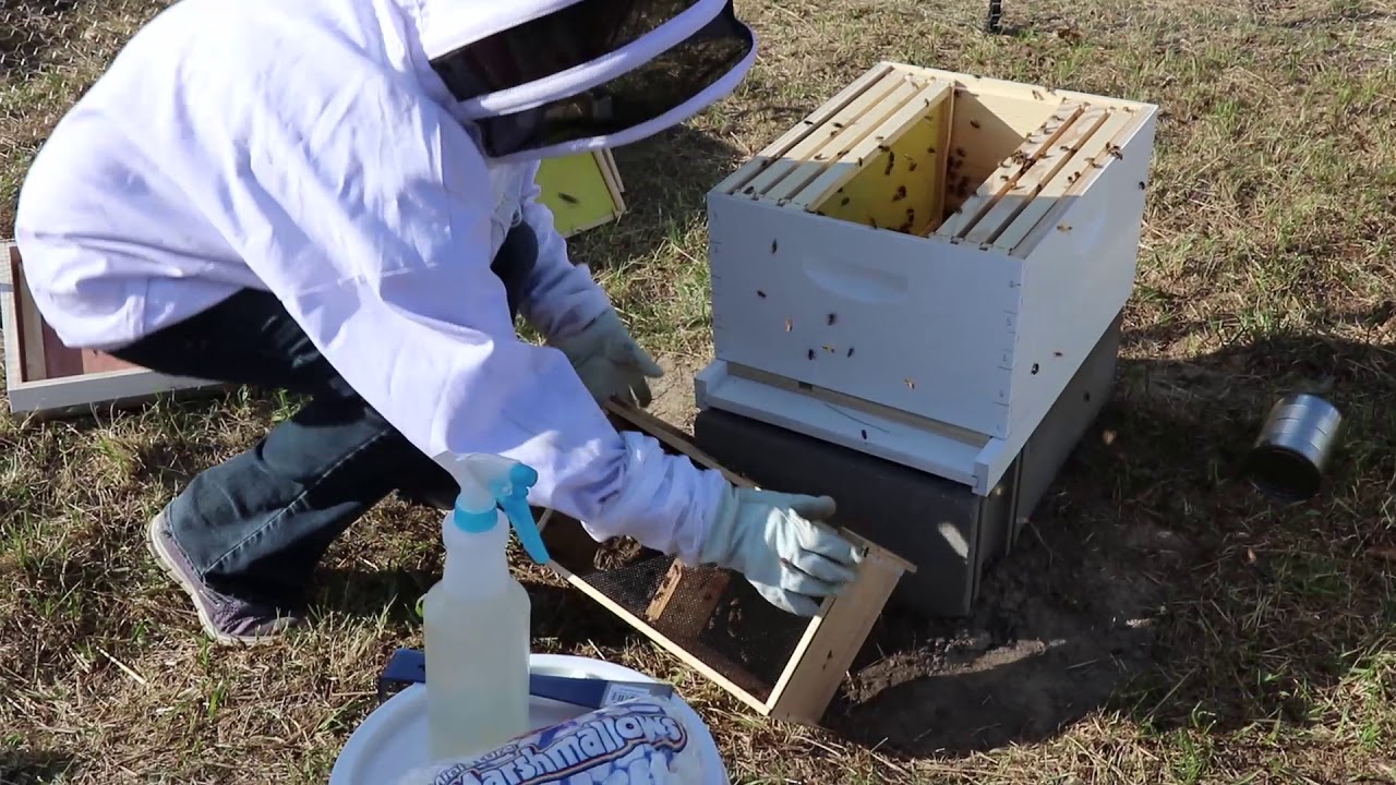 Video for Queen and Bee Installation - Beginner Video for Queen and Bee Installation - Beginner