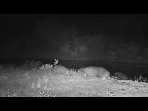 Djuma: Hippos returning to dam near the pans - 17:17 - 08/09/2023