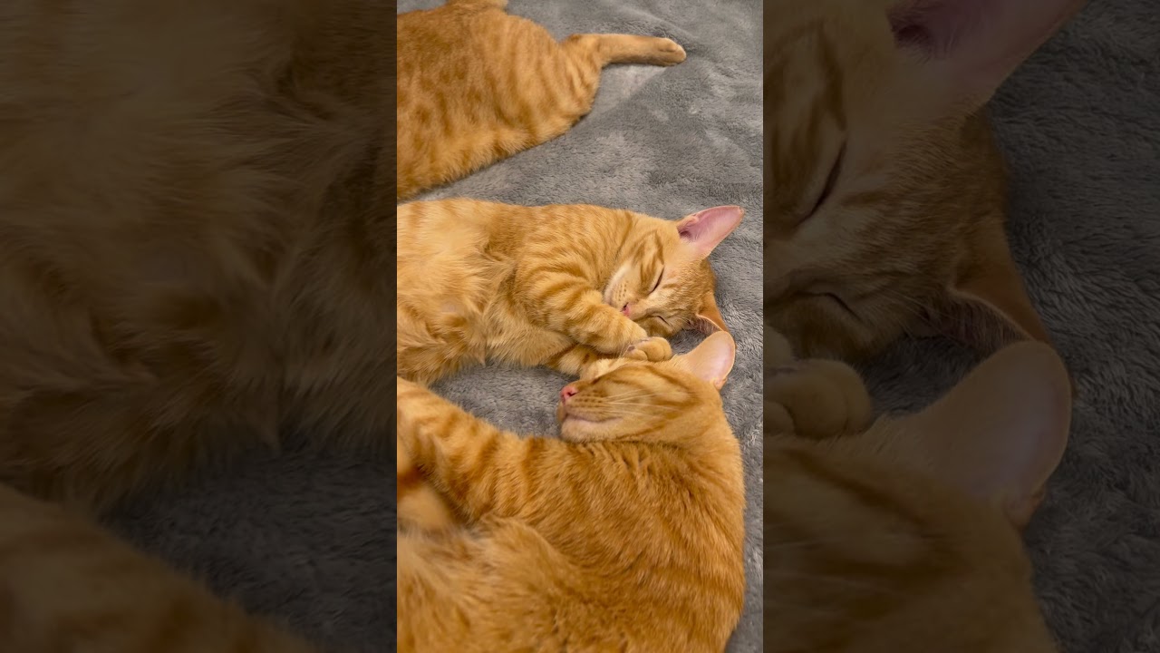 みんなで寝ると落ち着くよね😴＃きなとなこ＃きなとなこの成長記録＃きなとなこときこ＃きなとなこときこの成長記録#茶トラ＃茶トラ兄弟＃猫のいる暮らし#猫 #cat