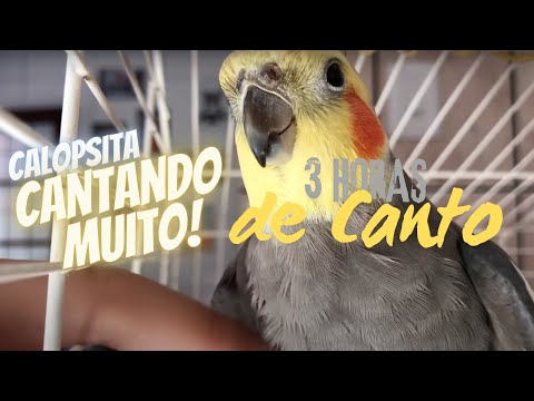 CANTO DE CALOPSITA  3 HORAS COMPLETO