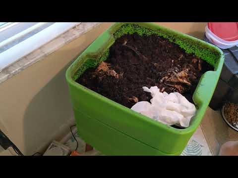 Hot Frog Living Composter Day 337 - Speed Feeding - Vermicomposting