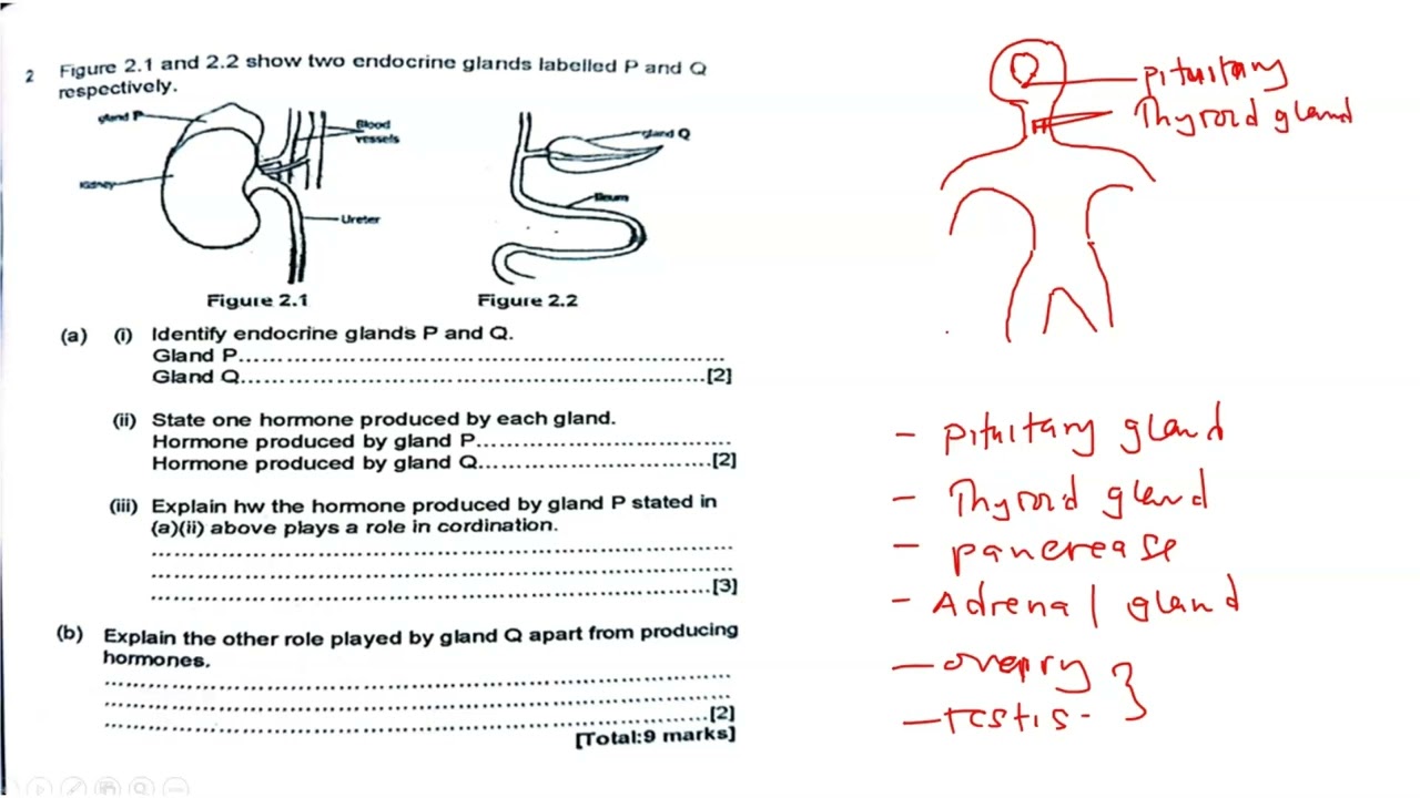 Endocrine System | exam question | simple recap.