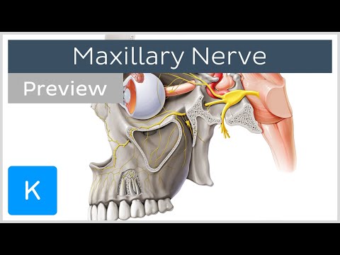 Maxillary nerve: Branches, course (preview) - Human Anatomy | Kenhub