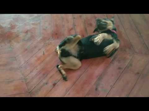 YouTube video about: Can I put rubbing alcohol on my dog for ticks?