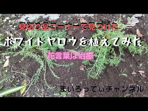 園芸 ノコギリソウ
